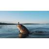 imageBerkley PowerBait Bottom Hopper Fishing Soft BaitIKEs Morning Dawn