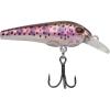 Rainbow Trout