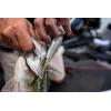 imageBerkley Choppo Fishing Hard BaitPerfect Ghost