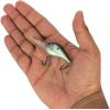 imageBerkley Dredger Fishing Hard BaitGreen Shad