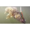 imageBerkley Flicker Minnow Fishing Hard BaitChartreuse Pearl