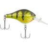 Yellow Perch