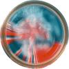 imageBerkley Gulp Trout Dough American Pie