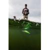 imageBerkley Flicker Shad Fishing Lure Green 1 PackPearl White