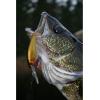 imageBerkley Flicker Shad Fishing Lure Green 1 PackPearl White