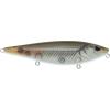 Mangrove Minnow