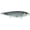 Pinfish