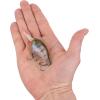 imageBerkley Dime Fishing Hard BaitGhost Gill
