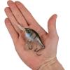 imageBerkley Dime Fishing Hard BaitGhost Gill