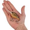 imageBerkley Dime Fishing Hard BaitHD Brown Craw