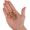 imageBerkley Dime Fishing Hard BaitHD Brown Craw