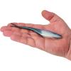 imageBerkley Gulp Saltwater Jerk Shad Fishing Soft BaitOcean Shift