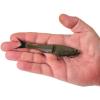 imageBerkley PowerBait Nessie Fishing Soft BaitGreen Pumpkin