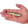 imageBerkley PowerBait Nessie Fishing Soft BaitPerch