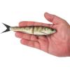 imageBerkley PowerBait Nessie Fishing Soft BaitPerch