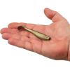 imageBerkley Gulp Saltwater Paddleshad Fishing Soft BaitFools Gold