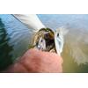 imageBerkley Gulp Saltwater Paddleshad Fishing Soft BaitGreen Chrome