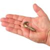 imageBerkley Gulp Saltwater Swimming Mullet Fishing Soft BaitFools Gold