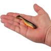 imageBerkley PowerBait Ripple Shad Fishing Soft BaitFools Gold