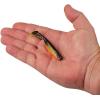 imageBerkley PowerBait Ripple Shad Fishing Soft BaitFools Gold