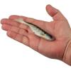 imageBerkley PowerBait Ripple Shad Fishing Soft BaitHD Bluegill