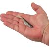 imageBerkley PowerBait Ripple Shad Fishing Soft BaitHD Bluegill