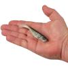 imageBerkley PowerBait Ripple Shad Fishing Soft BaitHD Bluegill