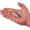 imageBerkley PowerBait Ripple Shad Fishing Soft BaitHD Gizzard Shad