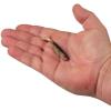 imageBerkley PowerBait Ripple Shad Fishing Soft BaitHD Red Belly Goby