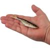 imageBerkley PowerBait Ripple Shad Fishing Soft BaitHD Red Belly Goby