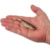 imageBerkley PowerBait Ripple Shad Fishing Soft BaitHD Red Belly Goby