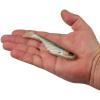 imageBerkley PowerBait Ripple Shad Fishing Soft BaitHD Stealth Minnow