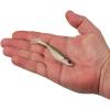 imageBerkley PowerBait Ripple Shad Fishing Soft BaitHD Tennessee Shad