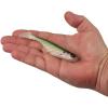 imageBerkley PowerBait Ripple Shad Fishing Soft BaitHD Tennessee Shad