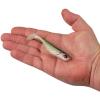 imageBerkley PowerBait Ripple Shad Fishing Soft BaitHD Tennessee Shad