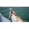imageBerkley Gulp Shrimp Saltwater Fishing Soft BaitRoot Beer GoldChartreuse