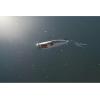 imageBerkley Bullet Pop Fishing Hard BaitBaby Bass