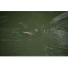 imageBerkley Bullet Pop Fishing Hard BaitBaby Bass