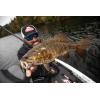imageBerkley Berkley PowerBait MaxScent Flat WormBlack
