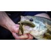 imageBerkley PowerBait MaxScent Creature HawgAlabama Craw