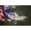 imageBerkleySoft BaitWatermelon Red