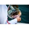 imageBerkley The Champ SwimmerHD Blacknose Shiner