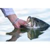 imageBerkley The Champ SwimmerHD Blacknose Shiner