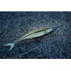 imageBerkley The Champ SwimmerHD Emerald Shiner