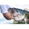 imageBerkley The Champ SwimmerHD Emerald Shiner