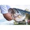 imageBerkley The Champ SwimmerHD Rainbow Shiner
