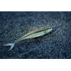 imageBerkley The Champ SwimmerHD Rainbow Shiner