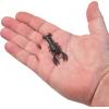 imageBerkley PowerBait MaxScent Lil Trooper Fishing Soft BaitBlack Powder
