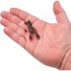 imageBerkley PowerBait MaxScent Lil Trooper Fishing Soft BaitHot Craw