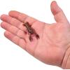 imageBerkley PowerBait MaxScent Lil Trooper Fishing Soft BaitPeanut Butter and Jelly